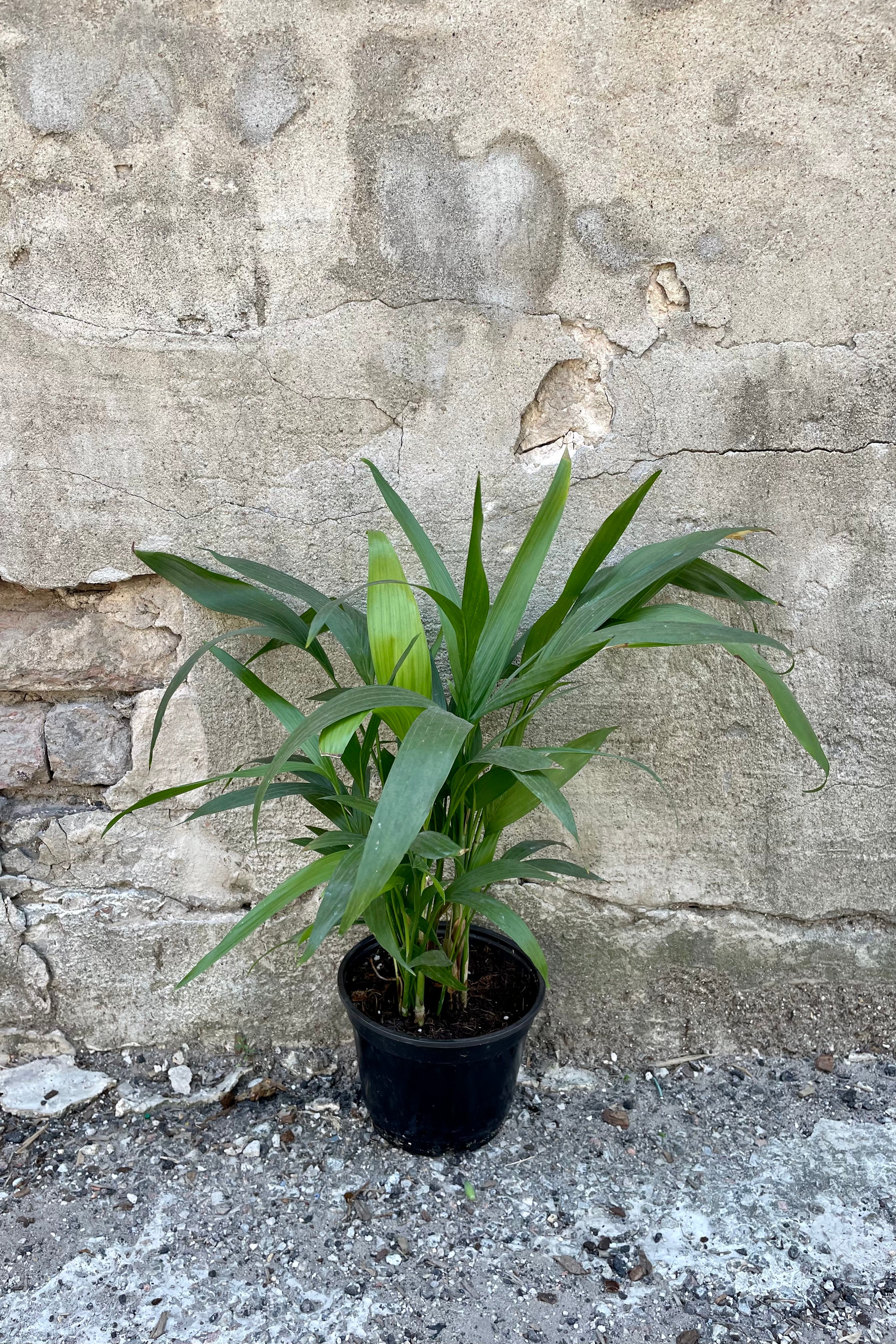 Chamaedorea Seifrizii Bamboo Palm - 6