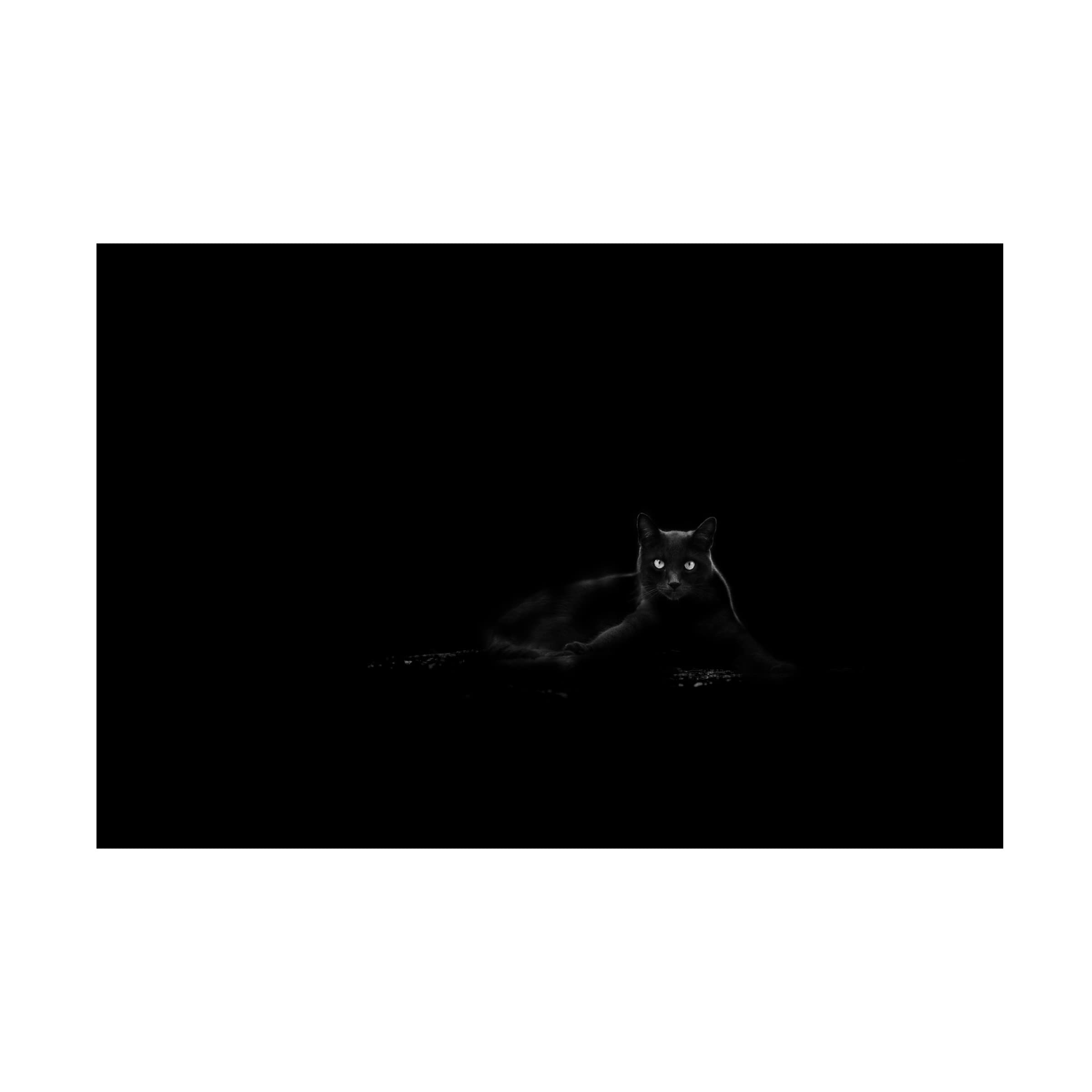 Dusan Ljubicic 'Cat' Canvas Art Print - Modern Wall Decor for Living Room, Bedroom & Office - Trademark Fine Art Collection