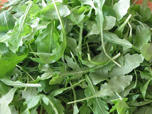 Bulk Organic Arugula Seeds (5 Lbs) - Non-GMO, Heirloom, Fast-Growing for Home Garden, Salad Greens & Microgreens - Perfect for Indoor Hydroponics, Outdoor Planting & Healthy Eating