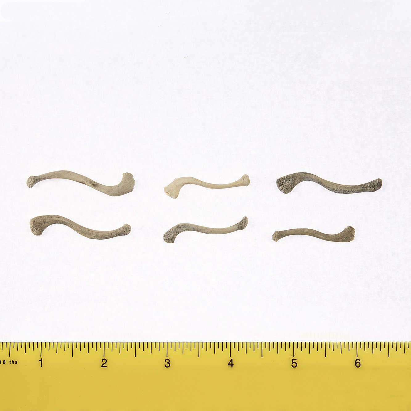Premium Human Fetal Clavicle Bone Specimen for Medical Research & Education - Ideal for Anatomy Studies, Forensic Analysis, and Medical Training