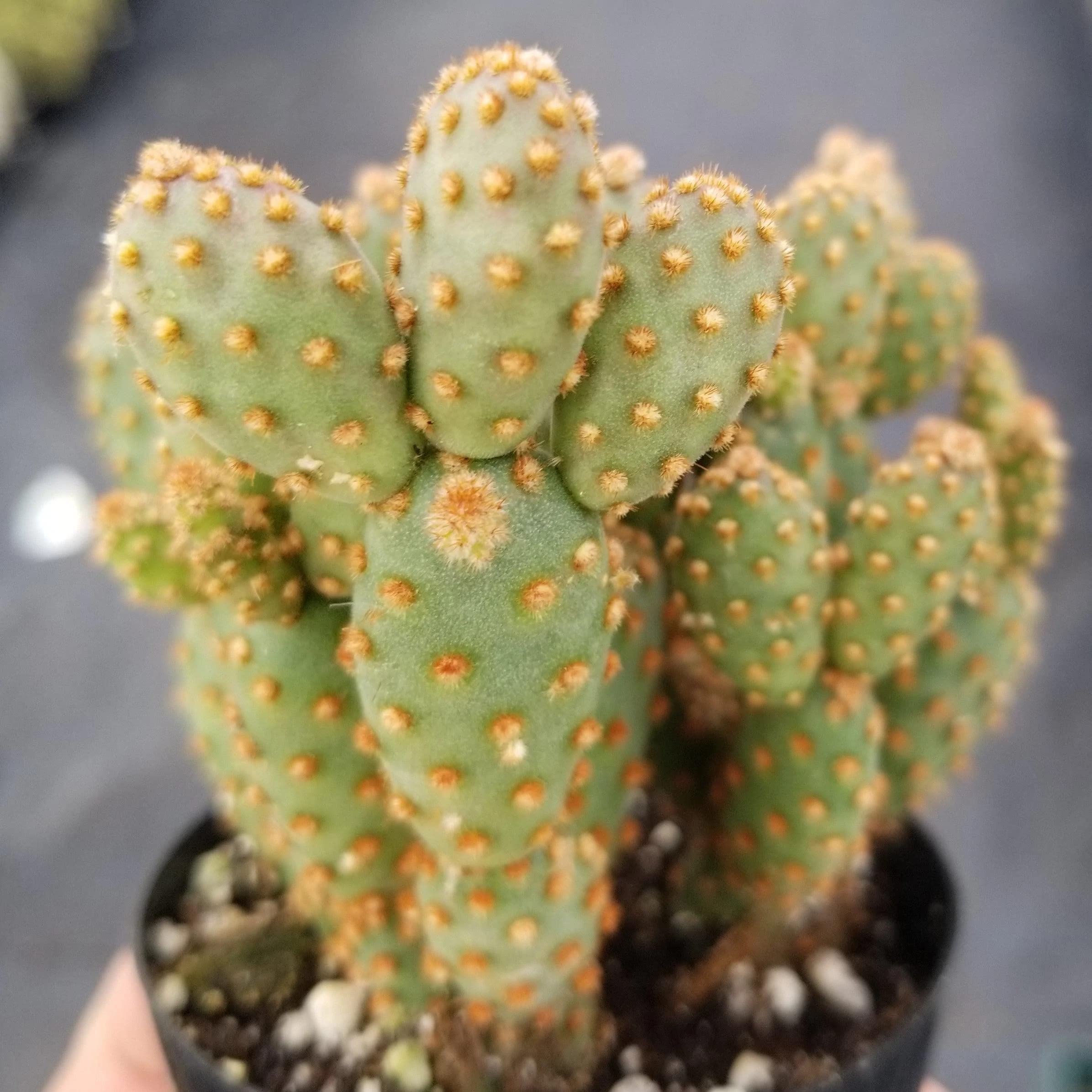 Opuntia Rufida Minima Monstrose Cactus - Rare Live Succulent Plant for Home Decor, Office Desk & Terrarium | Easy Care Indoor Cactus for Beginners
