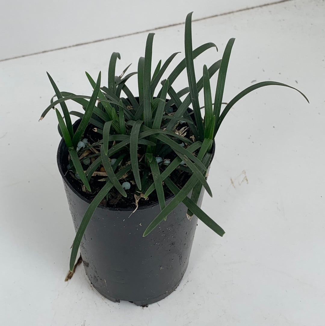 Dwarf Mondo Grass (Ophiopogon japonicus 'Nana') - Low Maintenance Ground Cover for Landscaping, Borders, and Rock Gardens