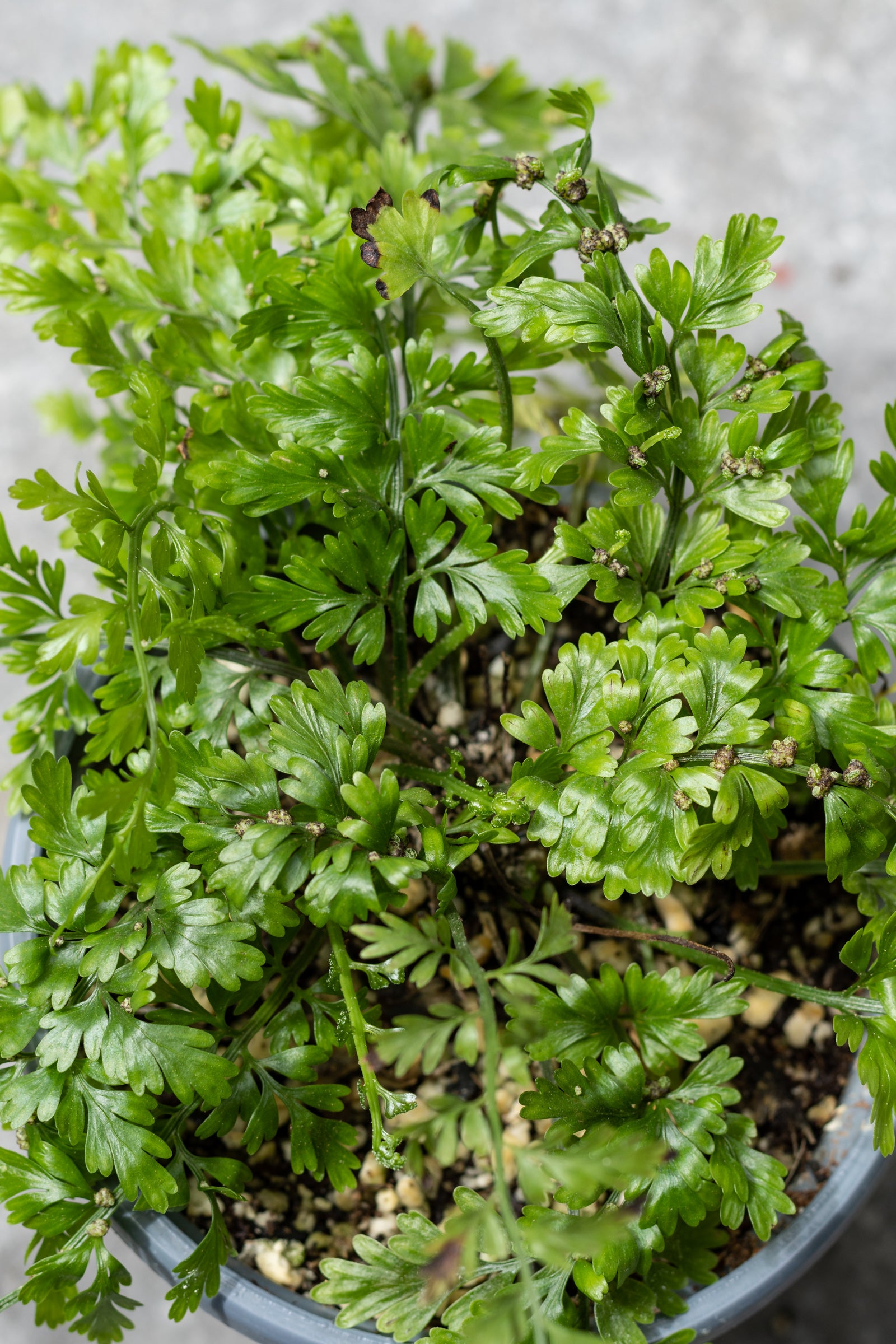 Buy Asplenium Bulbiferum Mother Fern 4.5 Inch - Live Indoor House Plant for Home & Office Decor | Perfect for Hanging Baskets, Terrariums, and Low-Light Spaces