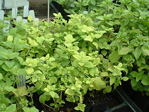 Golden Lemon Balm Starter Plants (5 Pack) - Melissa Officinalis Var. - Fresh Herb Garden Kit for Tea, Aromatherapy & Culinary Use