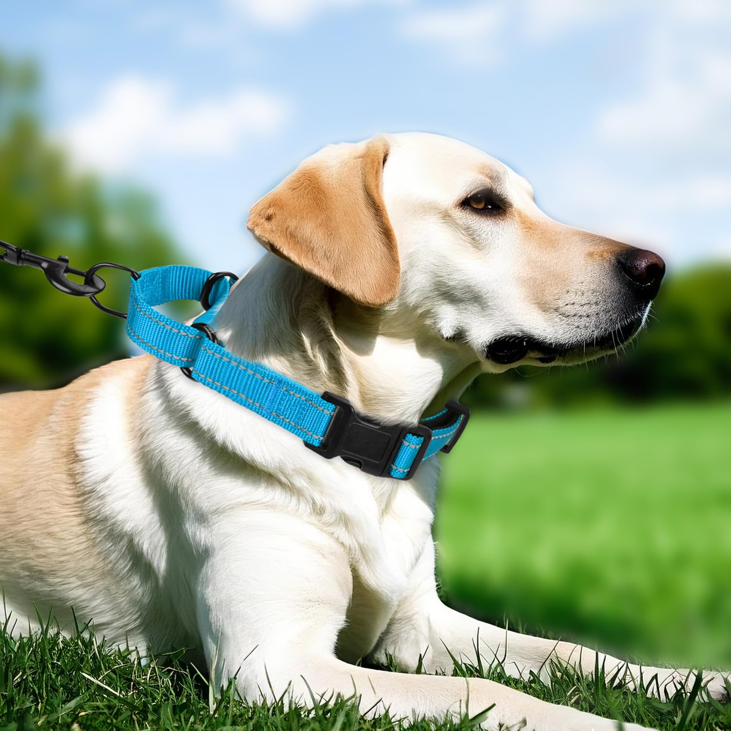Premium Neoprene Padded Martingale Dog Collar with Reflective Nylon & Quick Release Buckle - Adjustable Training Collar for Medium Dogs (Aqua Blue) - Perfect for Daily Walks, Obedience Training & Nighttime Safety