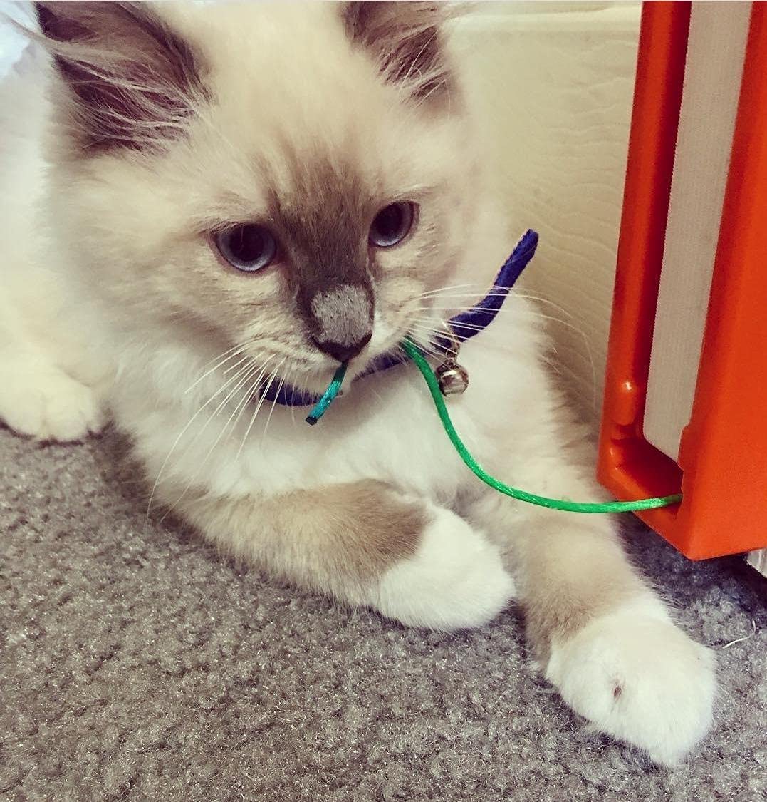 Interactive Fling-AMA String Cat Toy - Durable Kitten Teaser Wand with Feathers for Playful Cats - Perfect for Indoor Exercise & Bonding Time