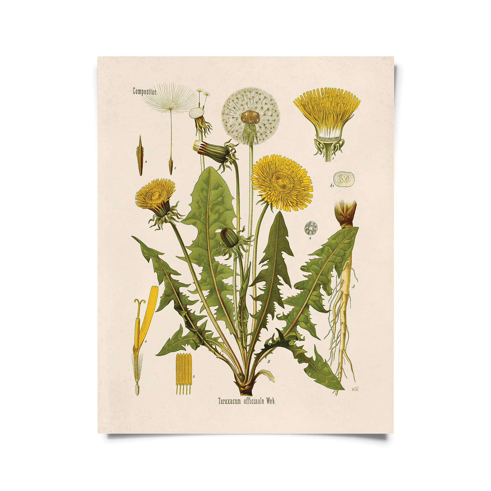 Vintage Botanical Dandelion Flower Art Print - Wall Decor for Living Room, Bedroom & Office - Nature Inspired Home Decor
