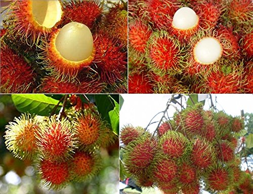 Fresh Rambutan Seeds from Thailand - 5 Seeds per Pack - Exotic Fruit Seeds for Home Garden Planting - Perfect for Tropical Fruit Lovers & DIY Garden Projects