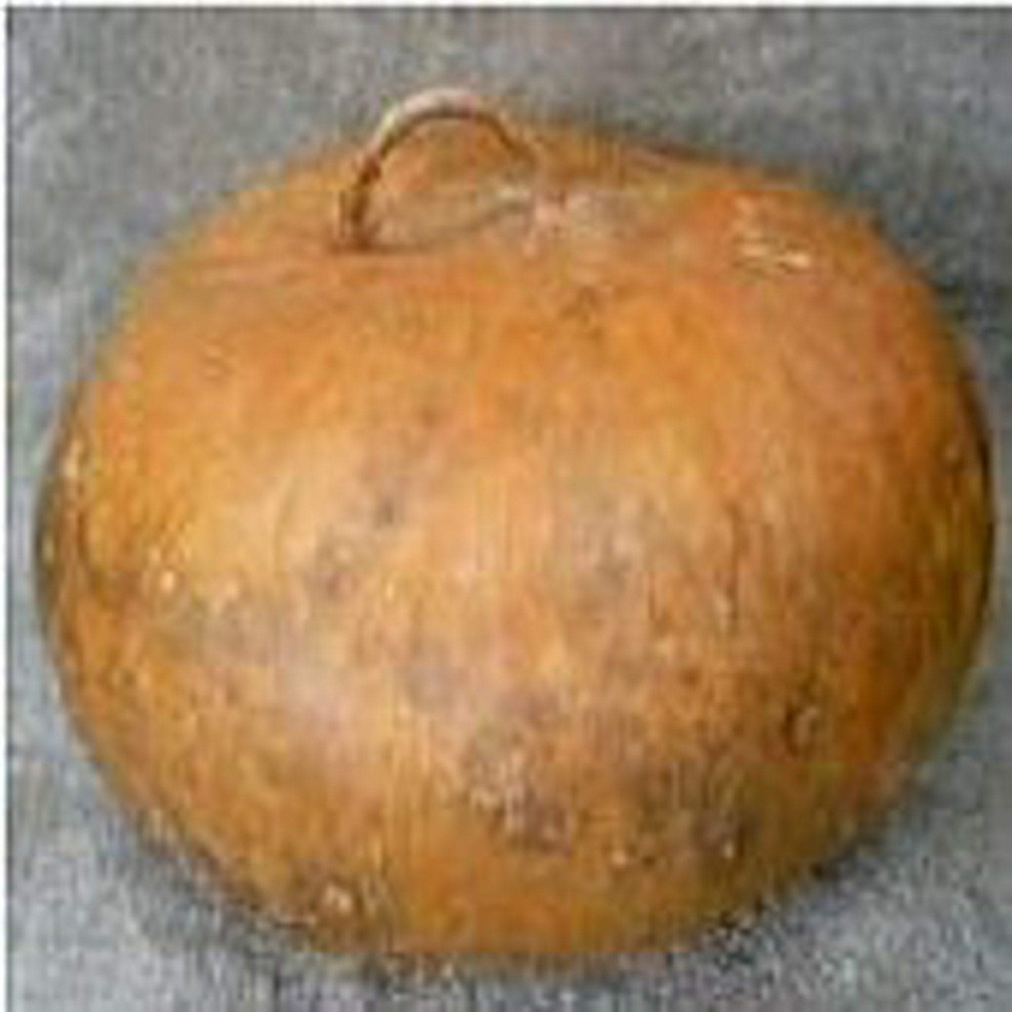 Organic Corsican Gourds Seeds (25+ Seeds) - Heirloom, Non-GMO for Vegetable & Herb Gardens - Perfect for Fall Decorations & DIY Crafts