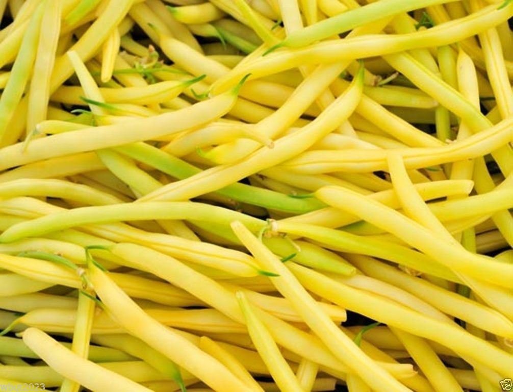 Organic Pencil Pod Black Wax Bean Seeds (Butterbean Wax & Eastern Black Wax) - 200 Count for Home Gardening, Heirloom Vegetable Planting, and Fresh Salads