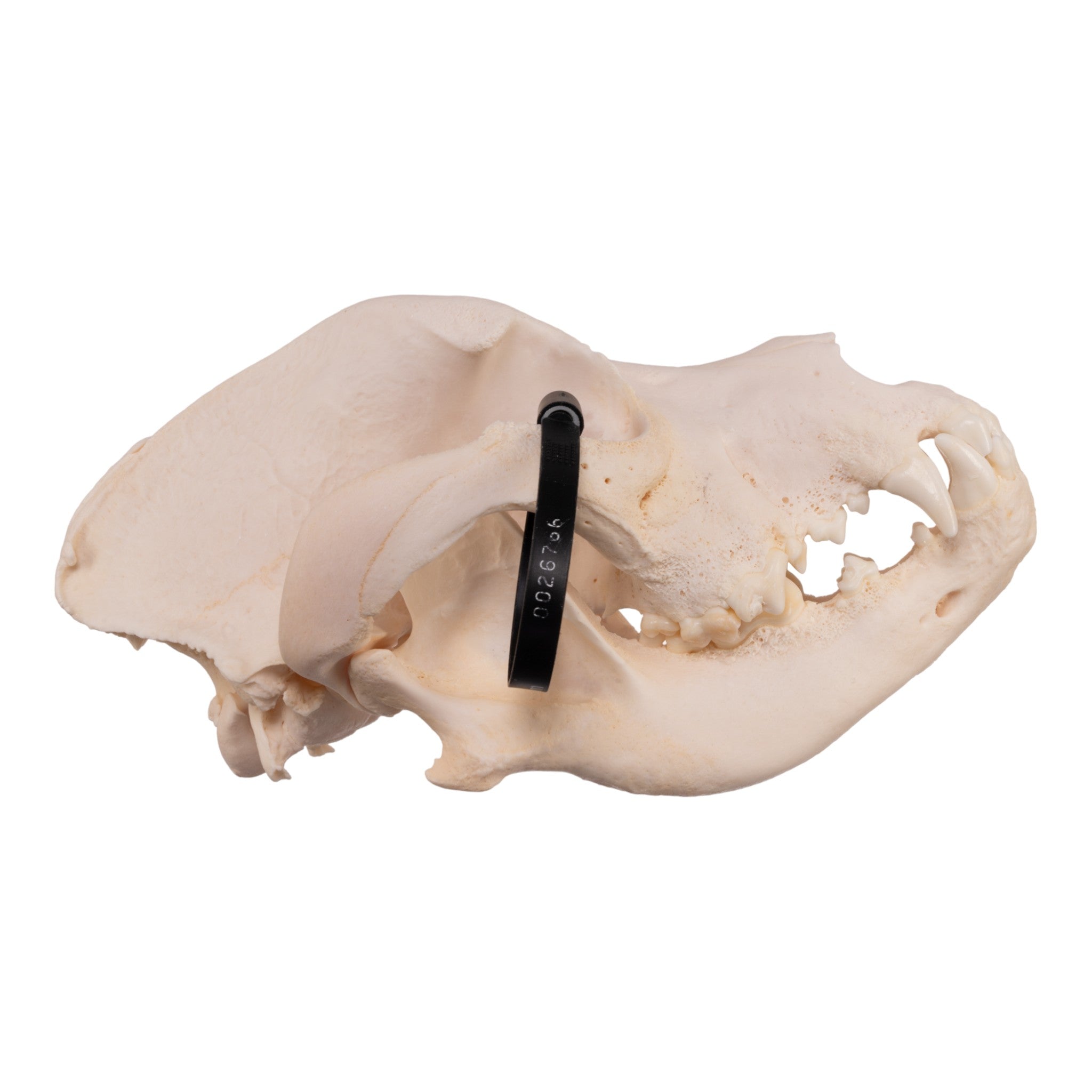 Authentic Great Dane Dog Skull Specimen - Real Domestic Canine Skull for Veterinary Study, Anatomy Education & Halloween Decor