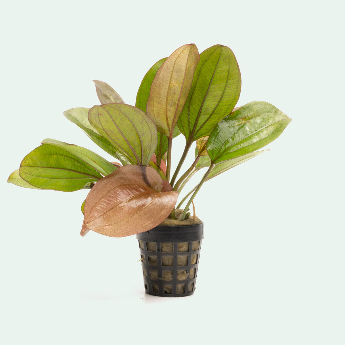 Echinodorus Red Flame Aquatic Plant - Live Freshwater Aquarium Plant for Fish Tanks, Ponds & Aquascaping | Easy to Grow & Low Maintenance | Perfect for Beginners & Experts