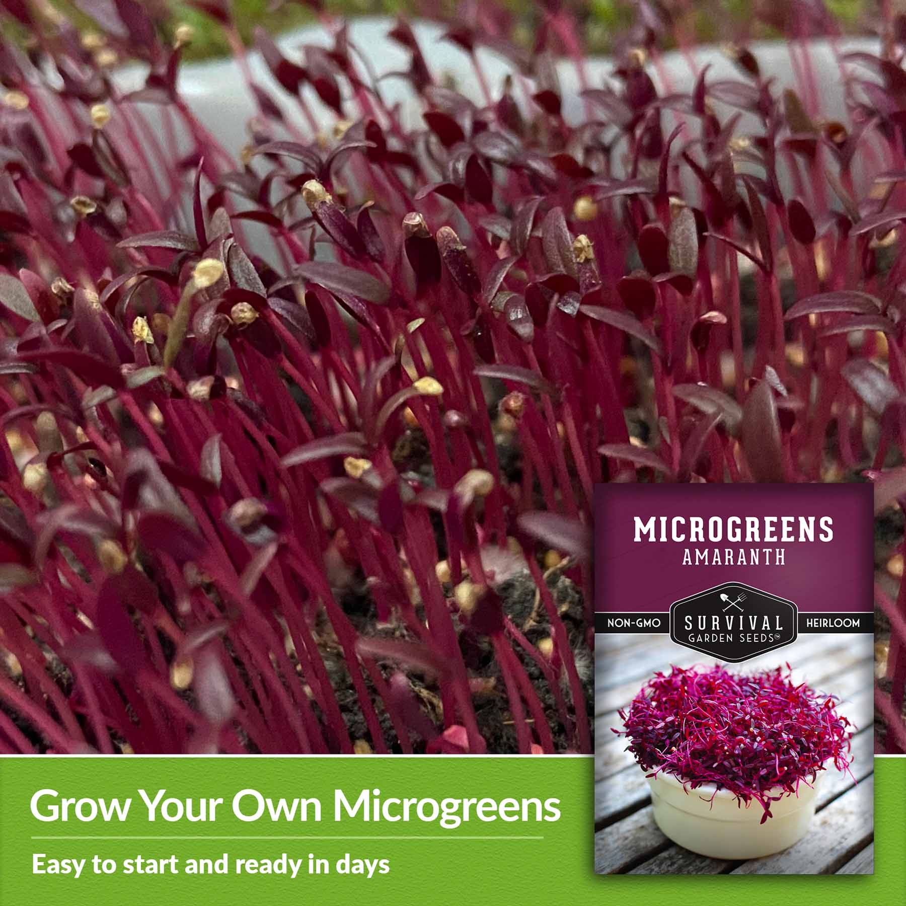 Organic Amaranth Microgreen Seeds for Home Growing - Non-GMO, High Germination Rate - Perfect for Salads, Smoothies & Healthy Eating