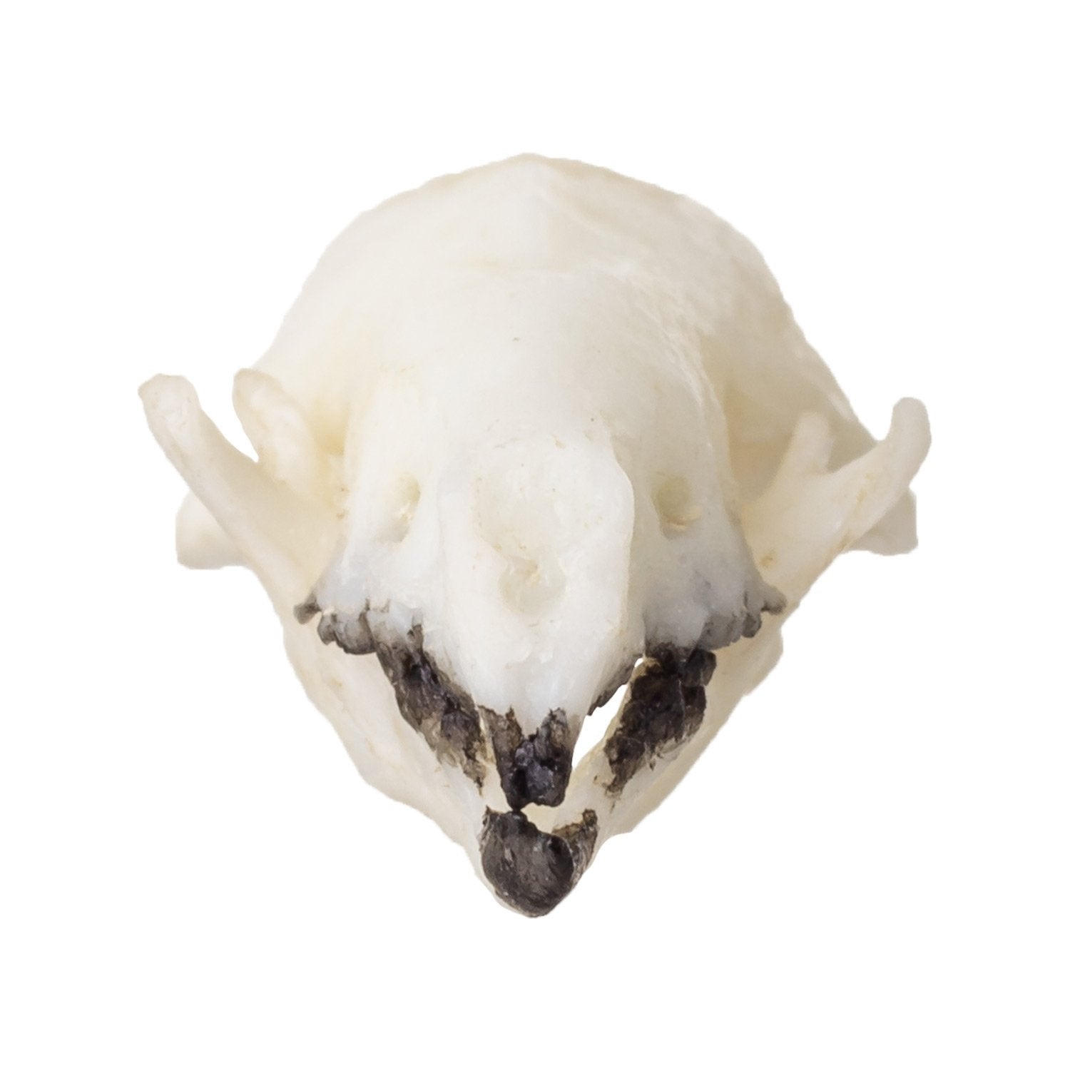 Authentic Replica Northern Short-Tailed Shrew Skull - High-Quality Scientific Specimen for Education, Research & Taxidermy - Perfect for Biology Classrooms, Nature Collections & Halloween Decor