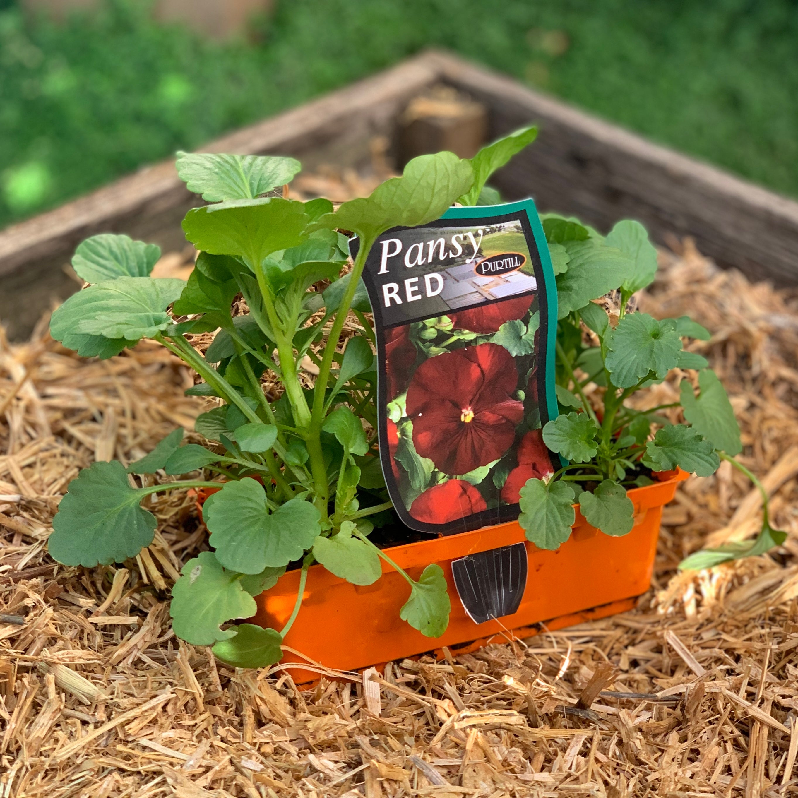 Pansy Red - Beautiful Red Pansy Flowers for Garden, Home Decor & Gifting | Perfect for Outdoor Planting, Wedding Bouquets & DIY Crafts