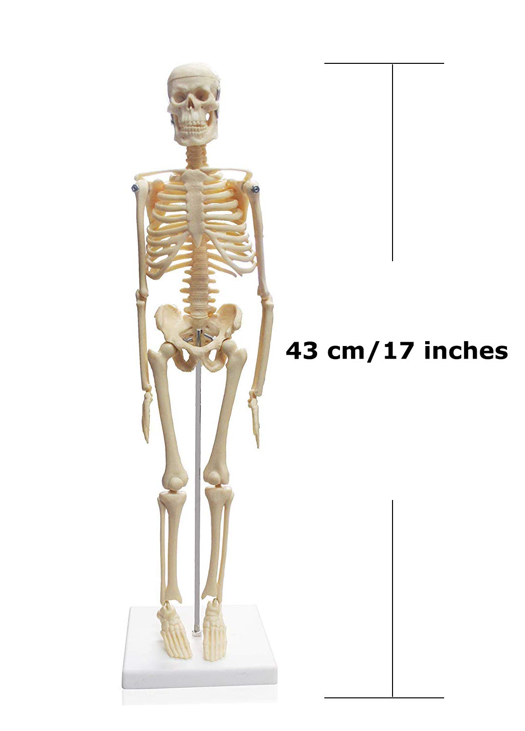 Jackson Global JBM-B13 Human Anatomy Model Set - 3-Piece Learning Kit with Skeleton, Torso & Teeth with Brush | STEM Educational Tools for Elementary & High School Students | Includes Manual & Portable Carrying Case | Perfect for Classroom Demonstrations, Homeschooling & Science Fairs