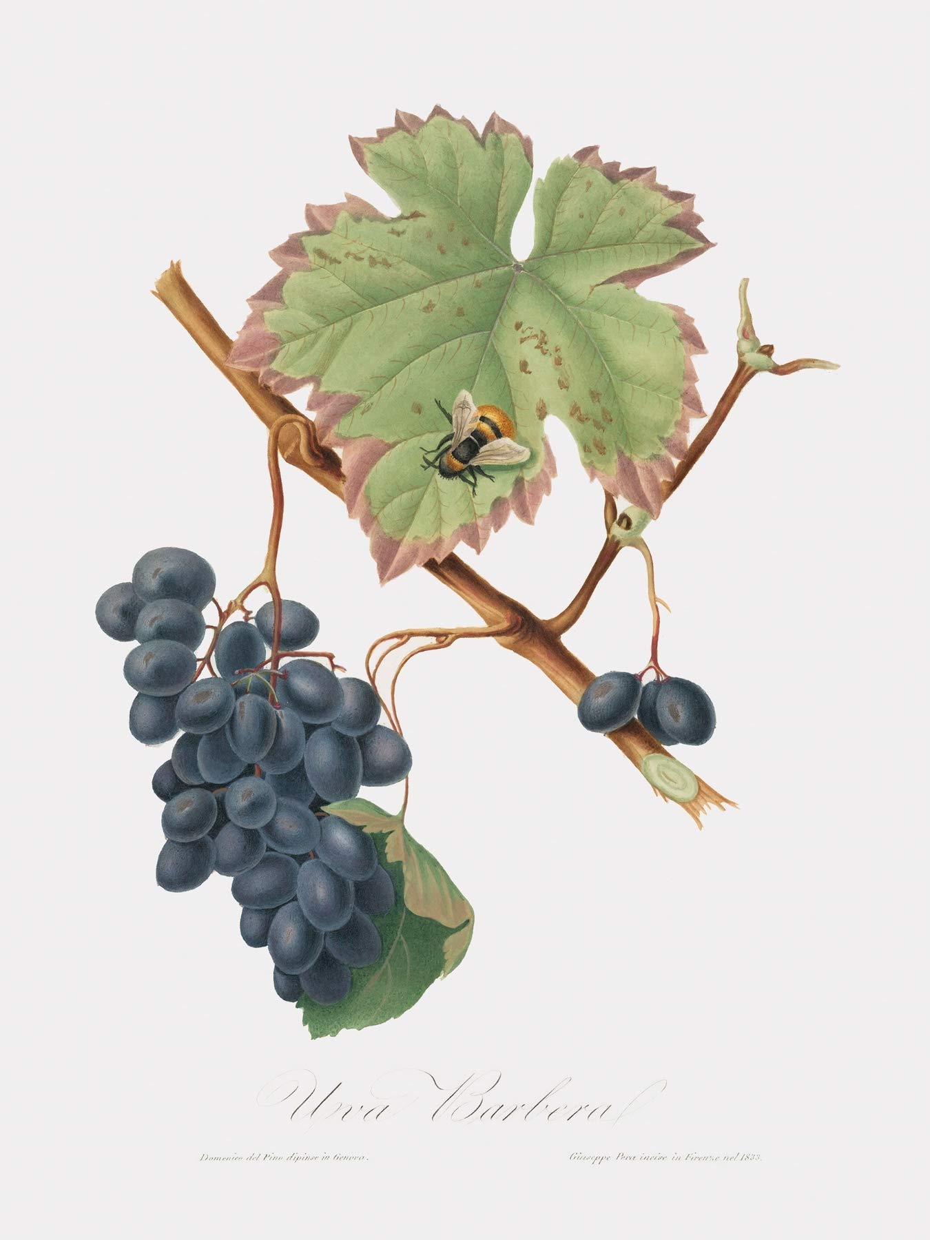 Vintage Botanical Wall Art Print - Barbera Grapes by Italian Illustrator Giorgio Gallesio | Framed Fruit Decor 12x16 | Perfect for Kitchen, Dining Room & Farmhouse Decor