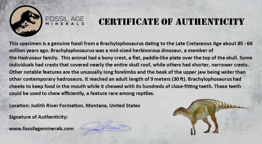 Authentic Brachylophosaurus Dinosaur Tail Vertebrae Fossil - Cretaceous Period Judith River Formation with COA - Perfect for Paleontology Collectors & Educational Displays