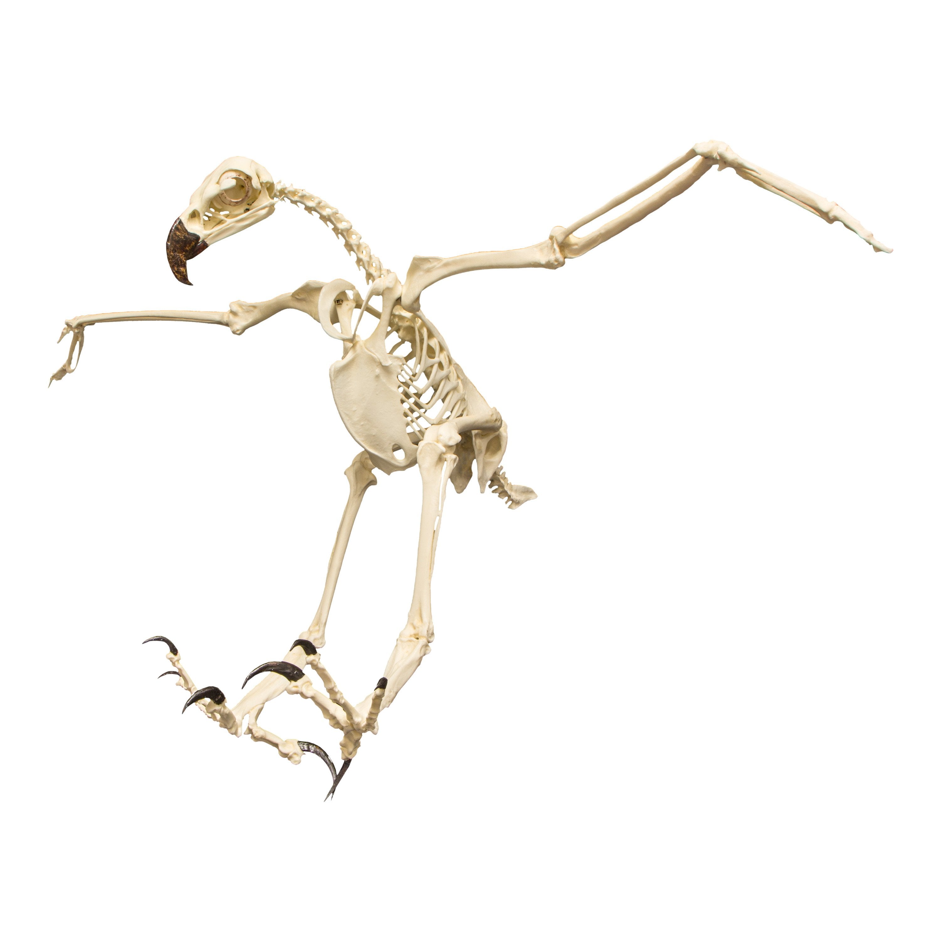 Realistic Harpy Eagle Skeleton Replica - Lifelike Bird Bone Model for Science Education, Halloween Decor & Gothic Home Display