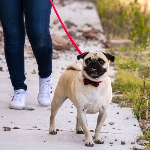 Premium Coastal Accent Microfiber Dog Leash - Soft, Durable & Stylish for Small to Medium Dogs | Perfect for Beach Walks, Park Adventures & Outdoor Activities