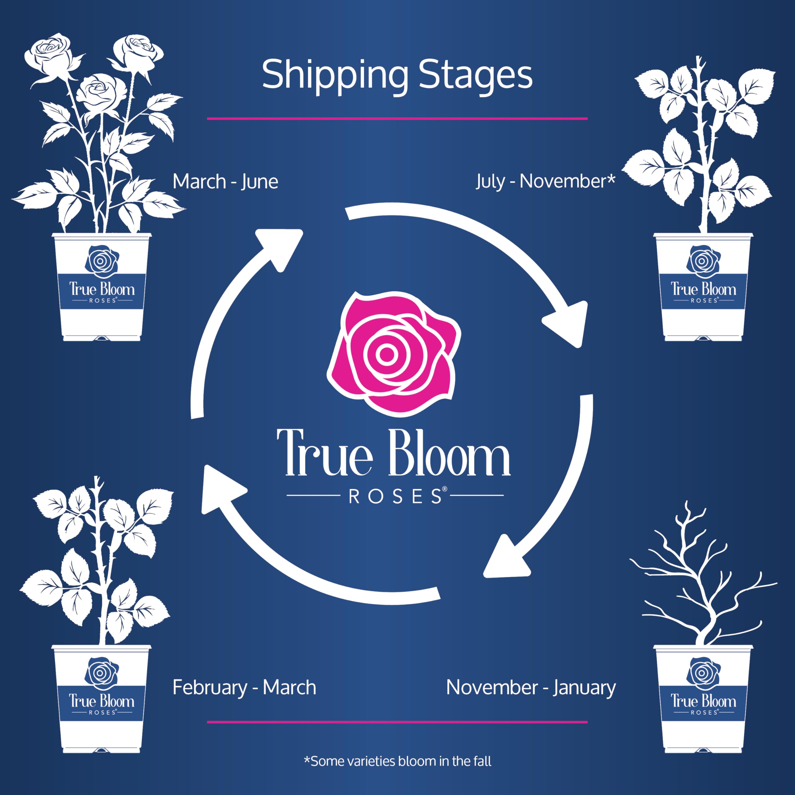 Fresh Pink Rose Bush Plants for Delivery - Live Indoor & Outdoor Potted Roses, Perfect Plant Lover Gifts & Home Decor | Ideal for Valentine's Day, Weddings, Anniversaries & Housewarming