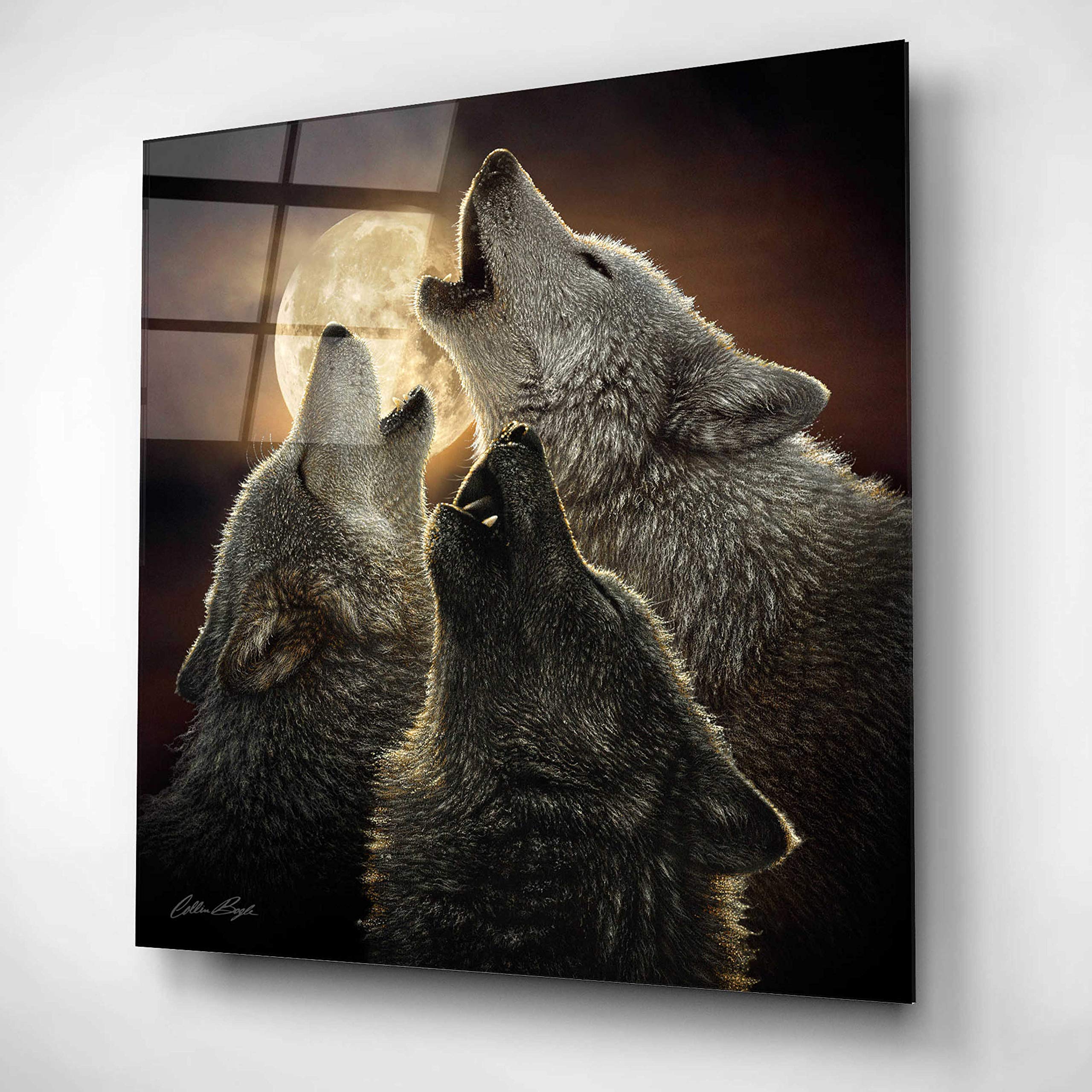 Collin Bogle 'Wolf Trinity' Acrylic Glass Wall Art - 12x12 Inches Modern Wolf Painting for Living Room, Bedroom & Office Decor