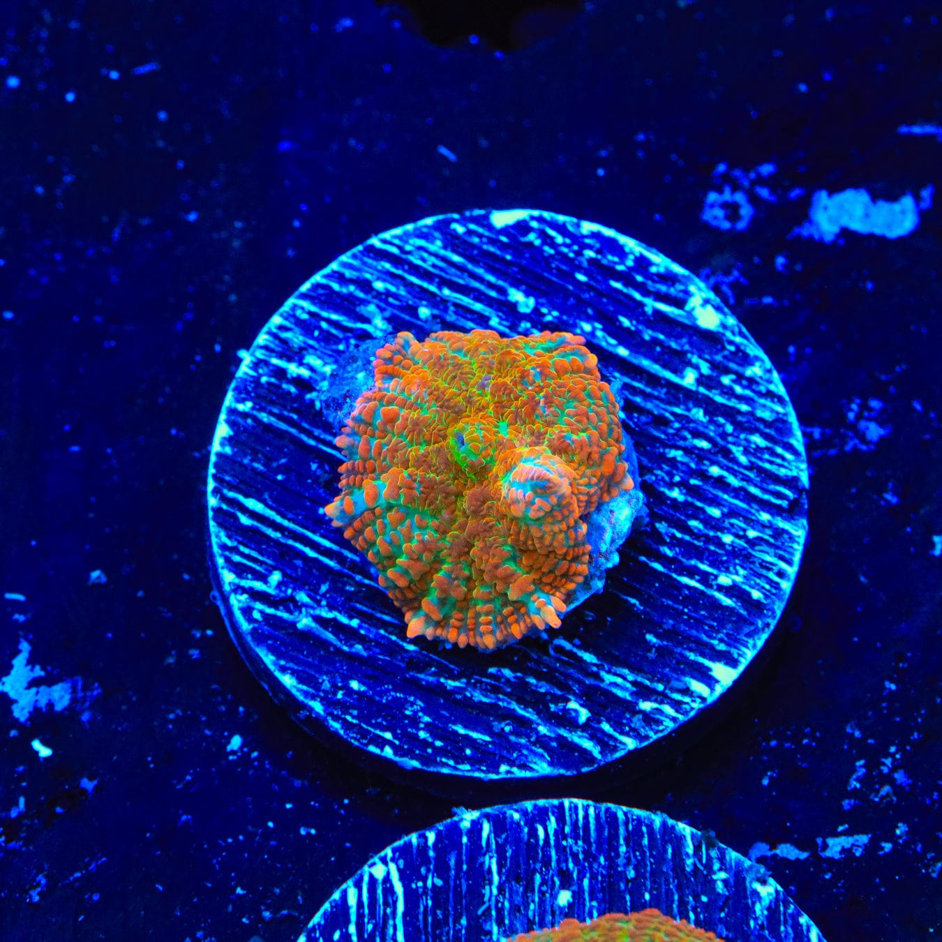 Premium Cinnamon Apple Rhodactis Mushroom Coral for Saltwater Aquariums - Vibrant Color & Easy Care for Reef Tanks