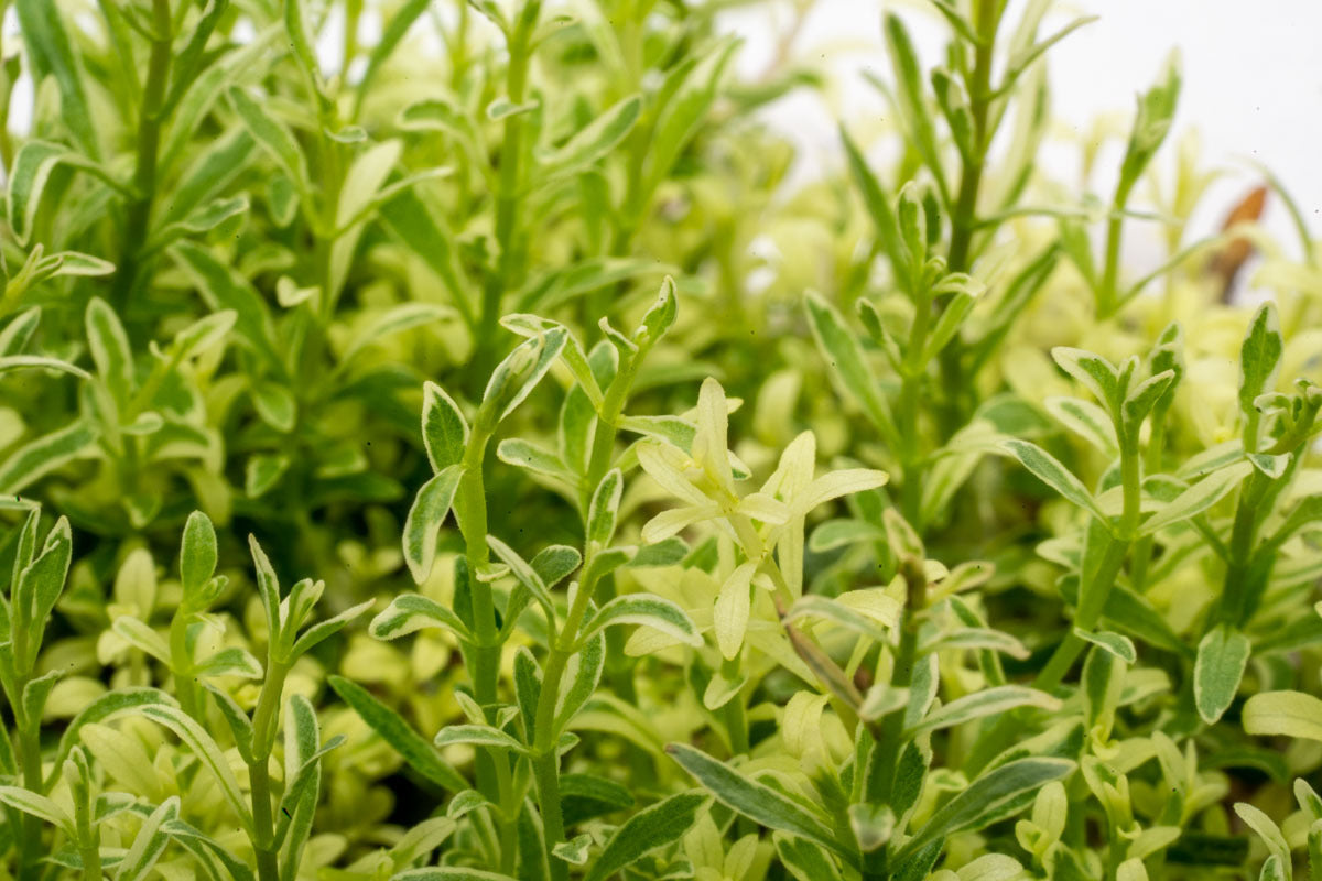 Ludwigia White Tissue Culture Aquarium Plant - Live Aquatic Plant for Fish Tank, Freshwater Aquascaping, and Nano Tanks | Perfect for Beginners and Planted Aquariums