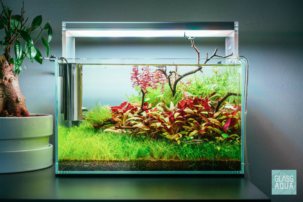 Alternanthera Reineckii Mini Live Aquarium Plant - Red Aquatic Plant for Fish Tanks, Nano Tanks & Aquascaping | Perfect for Foreground Planting in Freshwater Aquariums