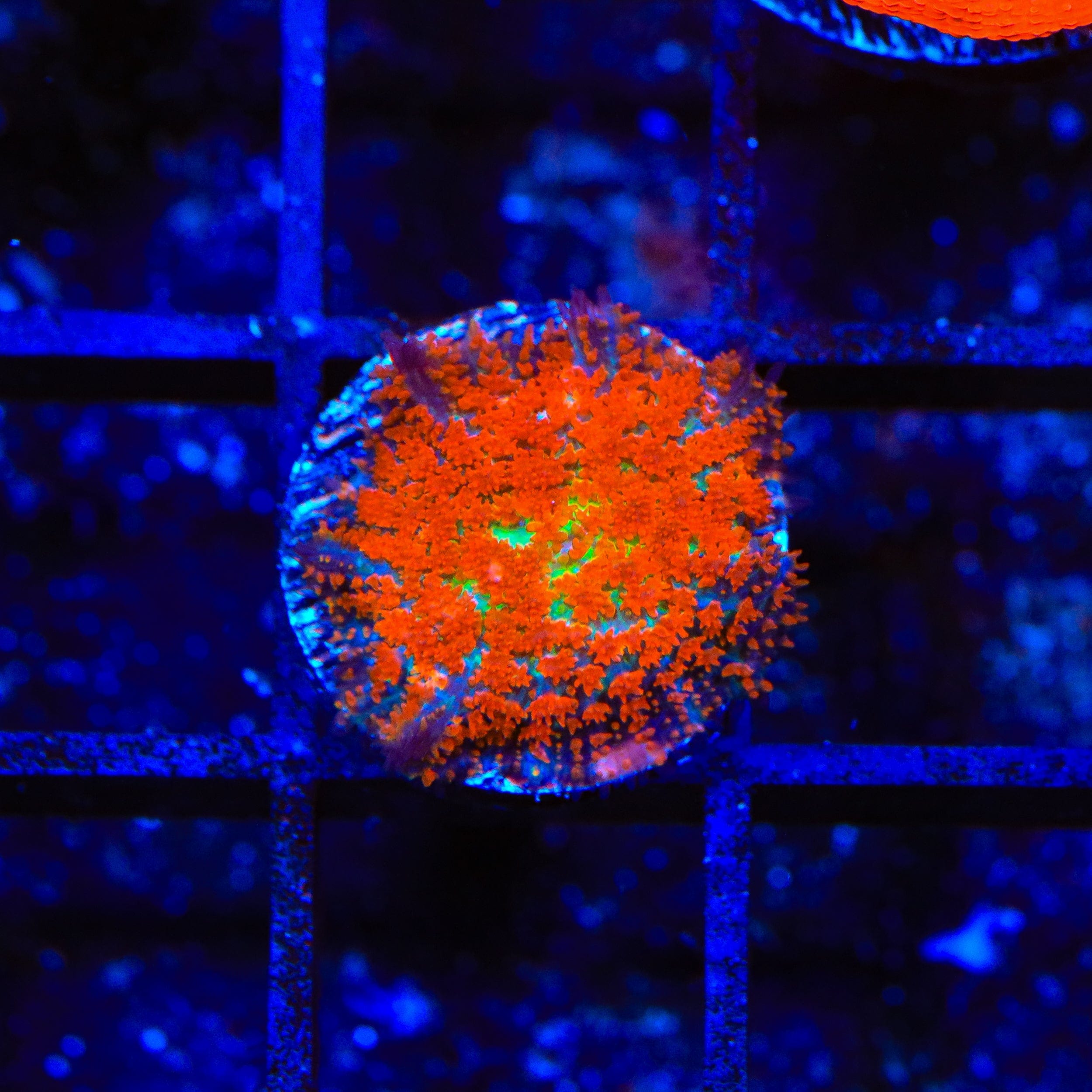 Premium Forest Fire Mushroom Coral for Saltwater Aquariums - Vibrant Orange & Red Coral for Reef Tanks, Nano Tanks & Marine Displays