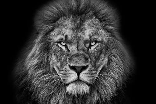 Lion 2