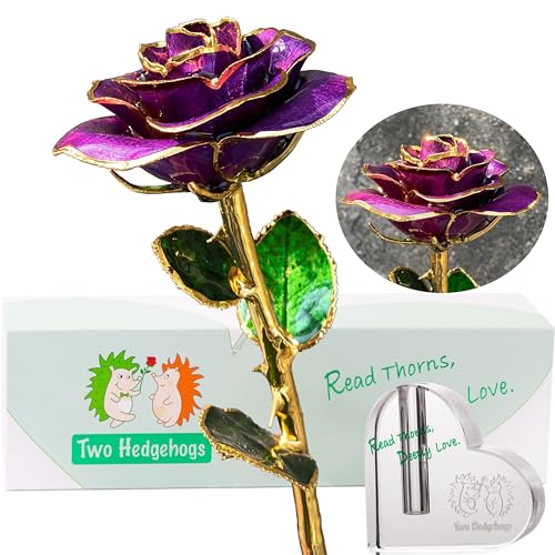 Purple Opening Rose