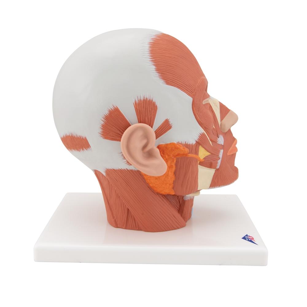 Human Head and Neck Musculature Anatomy Model - Detailed Medical Study Tool for Students & Professionals | Perfect for Classroom, Lab & Healthcare Training