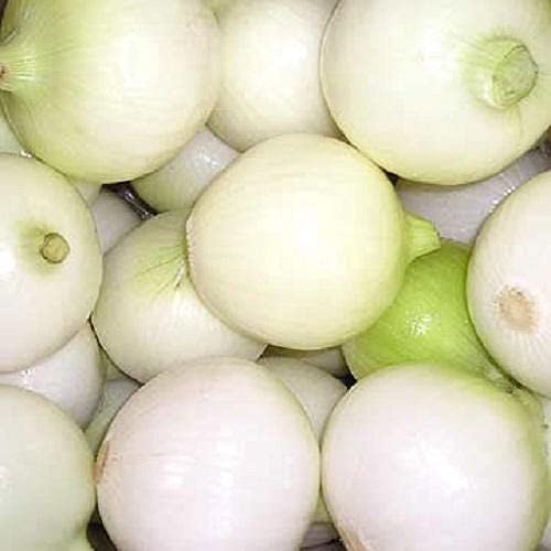 500 Seeds Danish Ballhead Cabbage (Brassica Oleracea Capitata) - Non-GMO Vegetable Seeds for Home Garden, Container Planting & Outdoor Farming - Perfect for Fresh Salads, Soups & Healthy Cooking