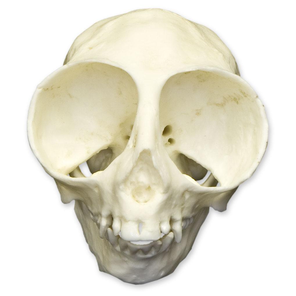 Replica Owl Monkey Skull - Lifelike Animal Skull Model for Home Decor, Halloween Props, and Educational Displays | Perfect for Gothic Collections, Science Classrooms, and Horror Themed Parties