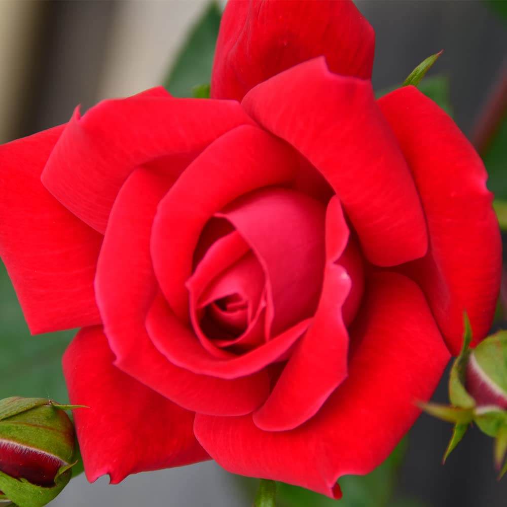 Fresh Red Roses Bouquet for Delivery Prime - Live Knockout Rose Bush Plants, Indoor & Outdoor Rose Plant Lover Gifts - Perfect for Valentine's Day, Anniversary, Wedding Decor & Home Garden Planting