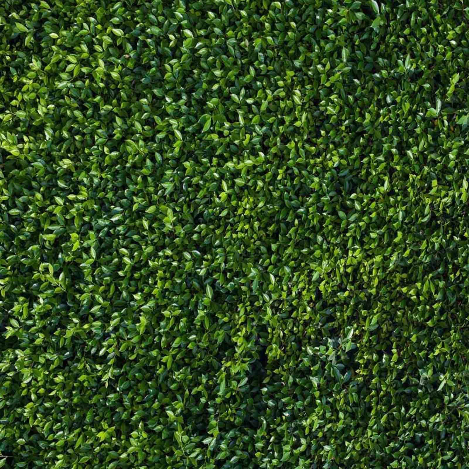 8x8ft Green Leaves Photography Backdrop - Spring Nature Party Decor, Outdoor Theme Newborn Baby Shower & Wedding Photo Background - Vinyl Studio Props for Booth, Portrait & Event Photography | Perfect for Baby Showers, Weddings, Birthday Parties & Studio Sessions