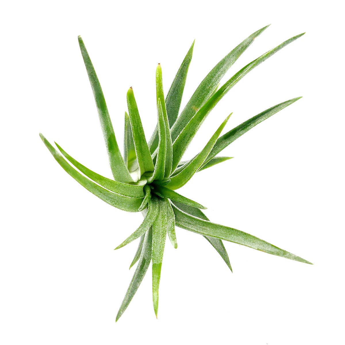 Tillandsia Victoriana Air Plant (3