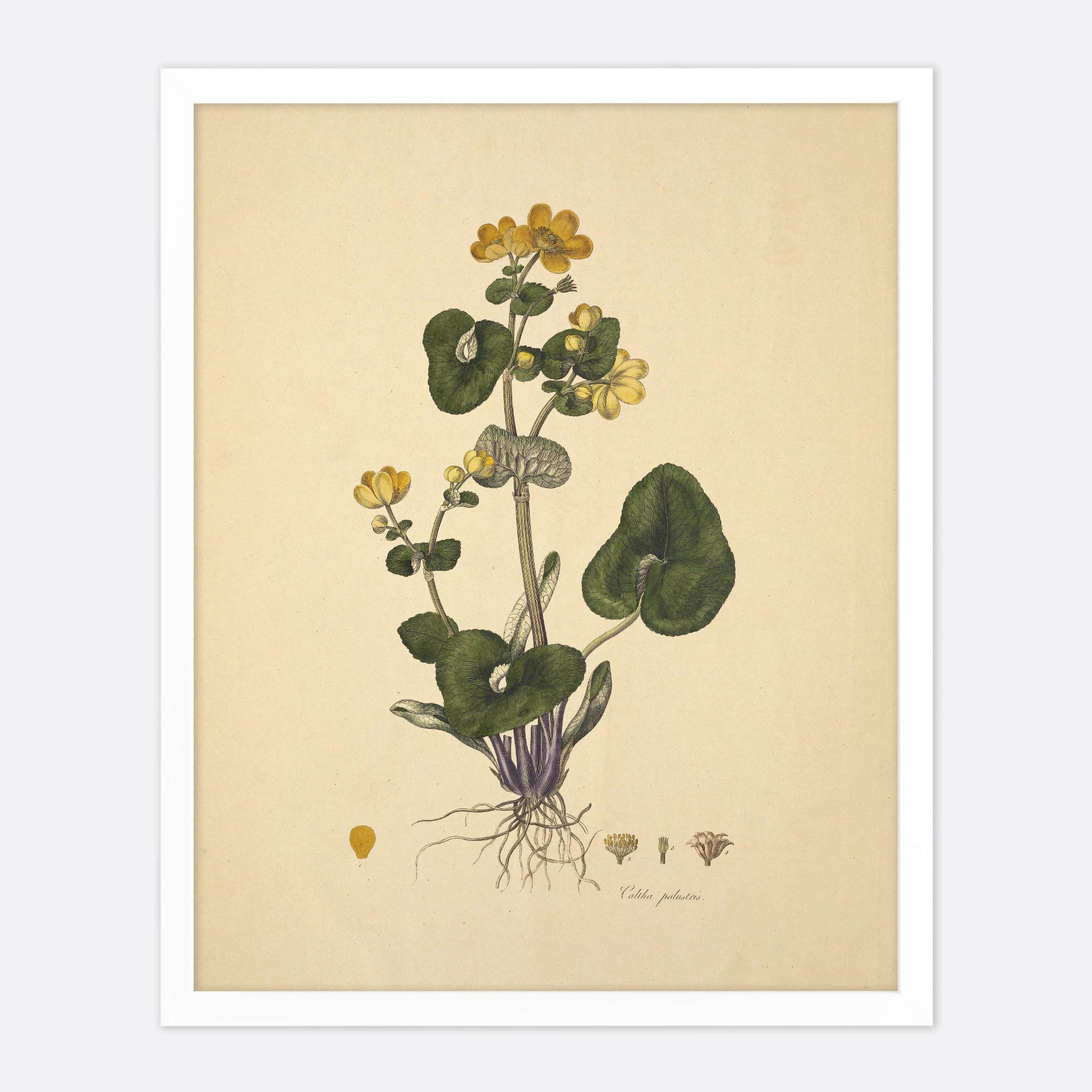 8x10 Marsh Marigold Art Print - Botanical Floral Wall Decor for Cottage & Farmhouse Style - Perfect for Living Room, Bedroom, or Office Decoration
