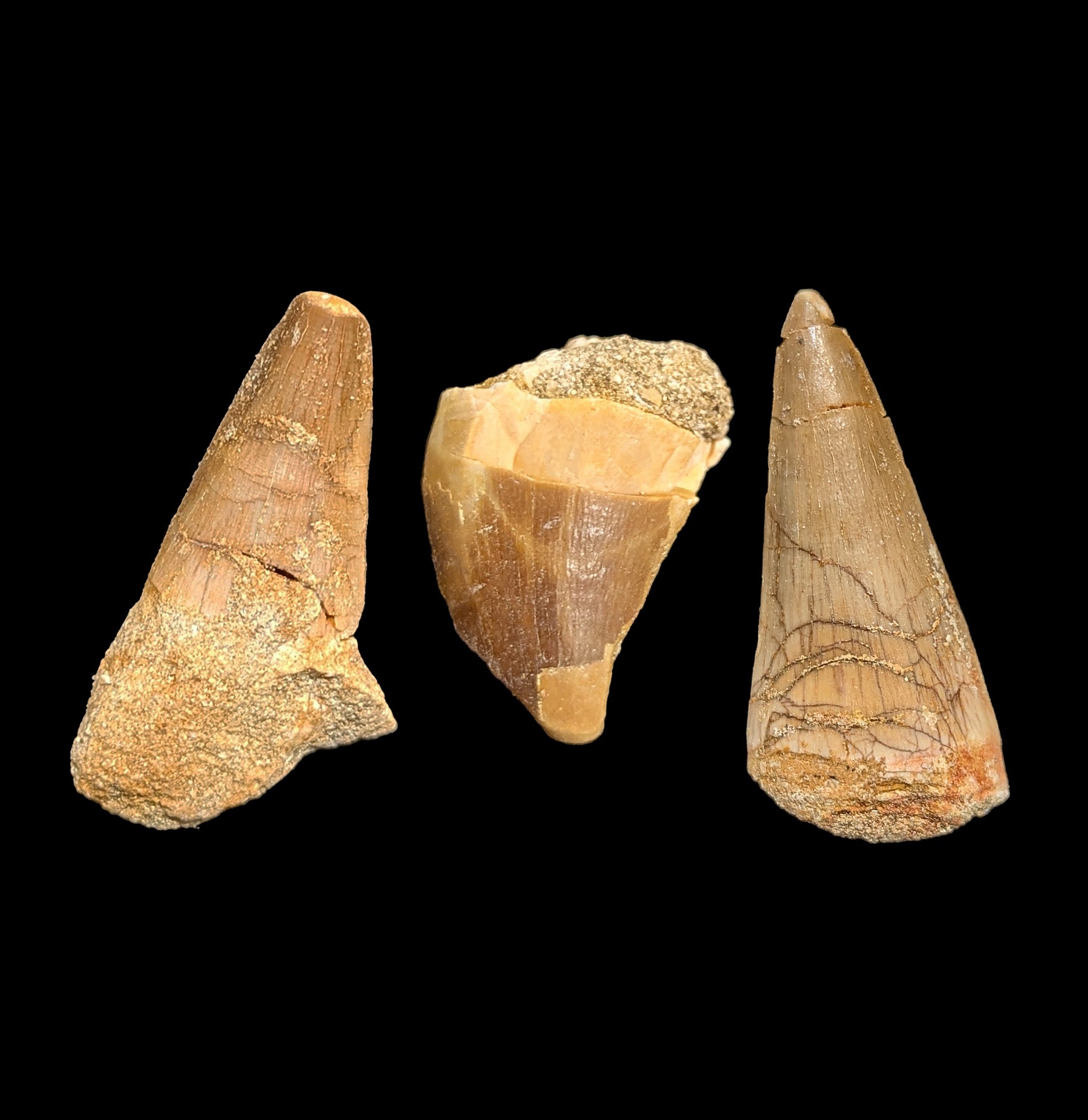 Authentic Mosasaur Tooth Fossil - Genuine Prehistoric Dinosaur Tooth for Collectors & Paleontology Enthusiasts - Perfect for Display, Education & Gift Giving