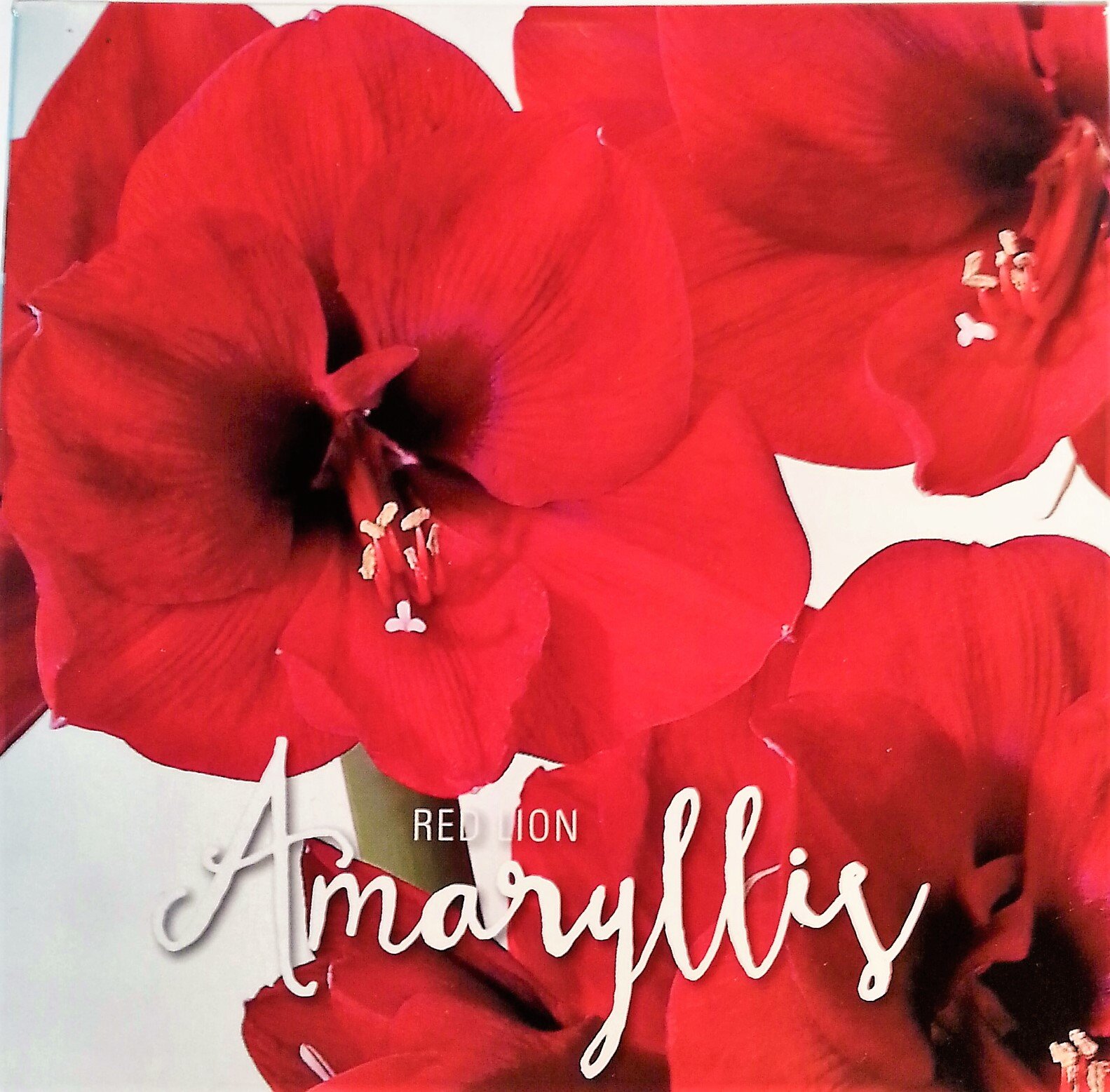 TRUE VALUE Amaryllis Lion Bulb Kit - Red Flowering Bulbs for Indoor Planting, Home Decor & Holiday Gifts | Perfect for Christmas, Thanksgiving & Housewarming