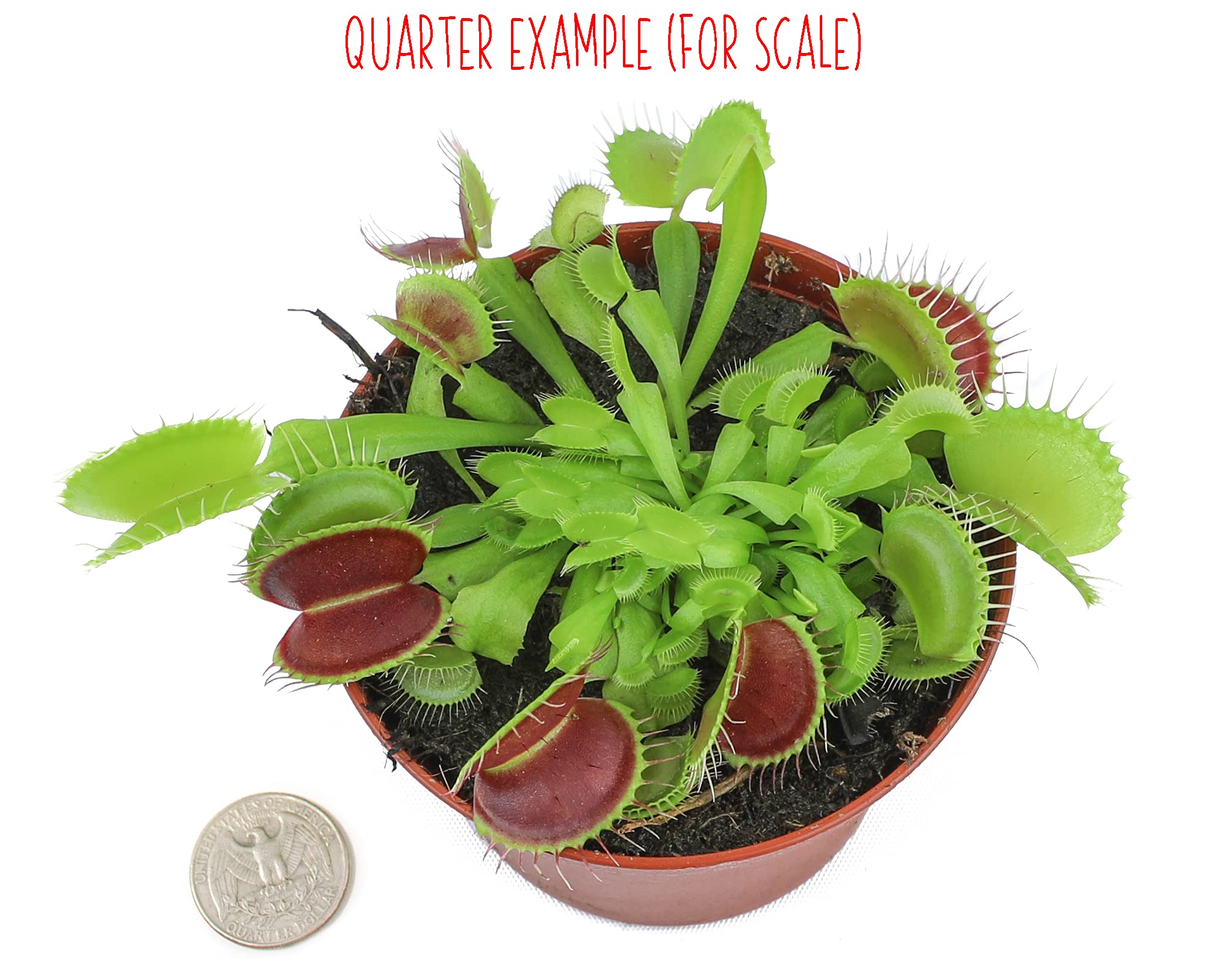 3 Inch Live Venus Fly Trap Plant (Dionaea Muscipula) - Carnivorous Houseplant for Terrariums & Indoor Gardens | Perfect for Natural Pest Control, Science Projects & Unique Home Decor