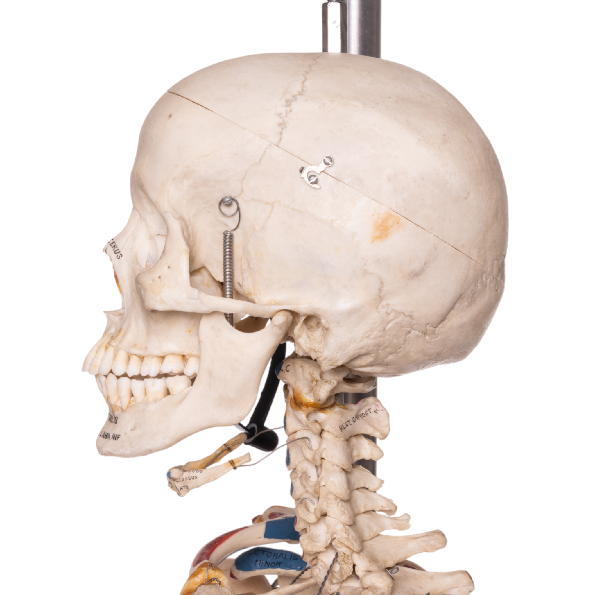 Realistic Human Articulated Skeleton Model - Anatomically Accurate Painted Medical Skeleton for Anatomy Study, Halloween Decor & Classroom Teaching