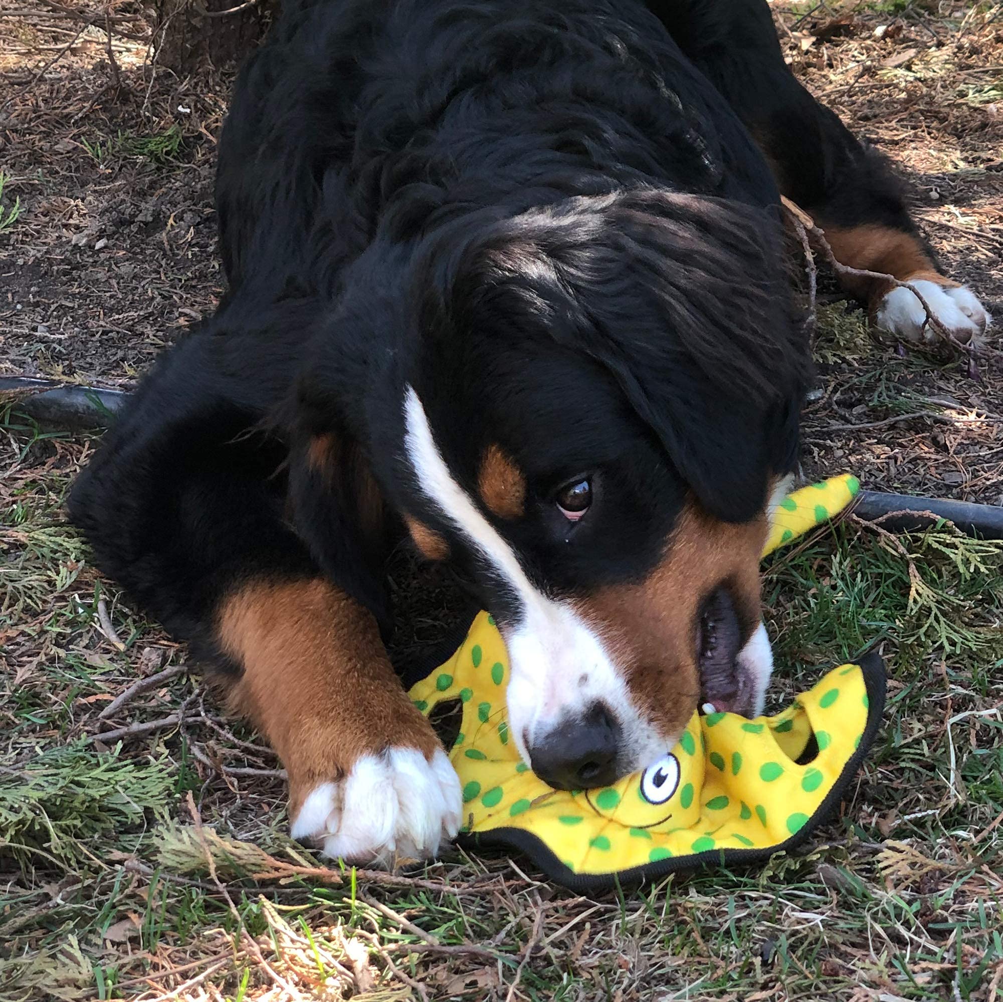 SmartPetLove Snuggle Puppy Tender-Tuffs Plush Dog Toys for Tug-of-War - Durable Yellow Stingray & Large Red Lobster Squeaky Marine Animal Chew Toys | Interactive Play for Puppies & Adult Dogs | Perfect for Training, Bonding & Indoor/Outdoor Playtime