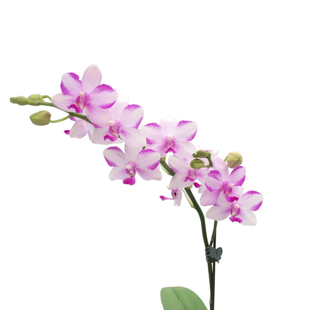 Honbay 100PCS Dark Green Orchid Clips - Tiny Plastic Plant Support Clips for Orchid Stems, Vines & Stalks to Grow Upright | Ideal for Indoor Gardening, Greenhouse Plants & Flower Arrangements