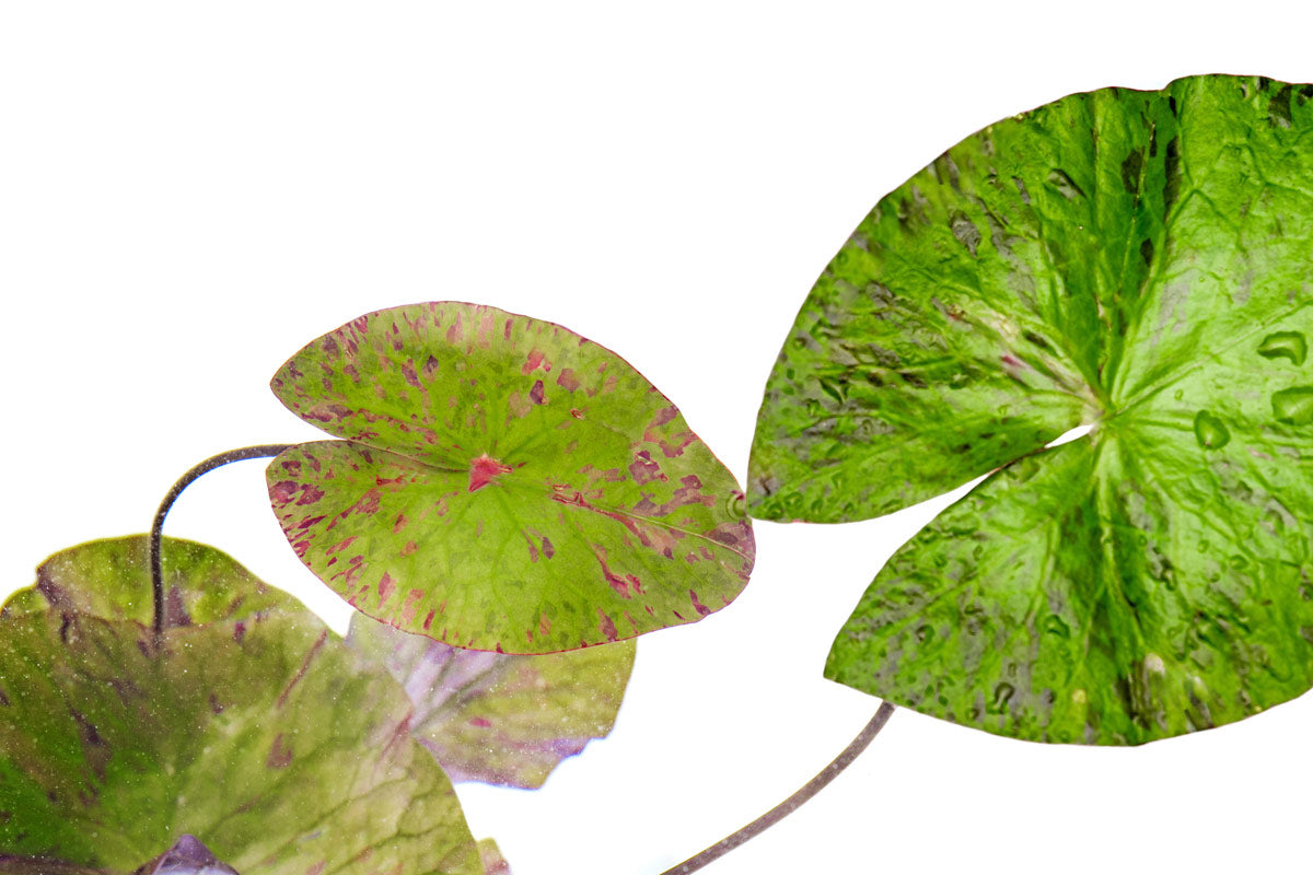 Tiger Lotus Aquatic Plant for Aquariums - Live Freshwater Plant for Fish Tanks, Ponds & Water Gardens - Perfect for Natural Aquascaping & Aquatic Decor