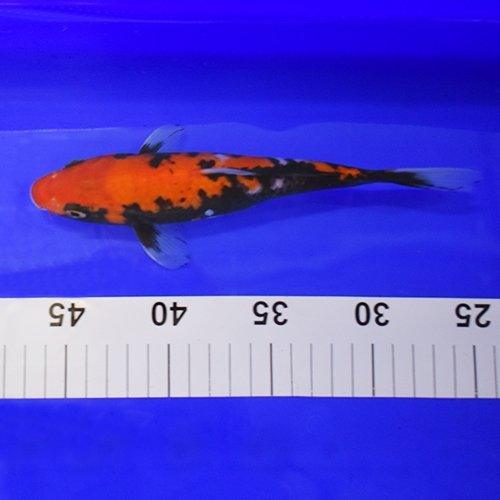 Premium Hand-Selected Koi Fish - 36 Inch Large Size for Outdoor Ponds & Water Gardens | Perfect for Koi Enthusiasts and Japanese Garden Decor