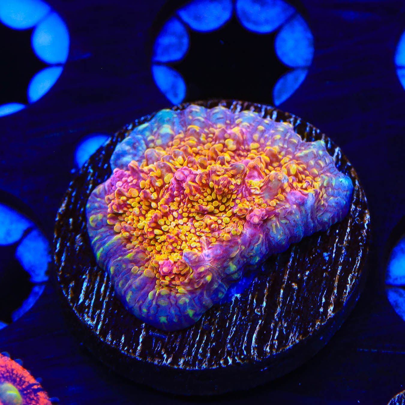 CB El Diablo Chalice Coral - Premium Live Coral for Saltwater Aquariums | Perfect for Reef Tanks & Marine Displays | Enhance Your Underwater Ecosystem