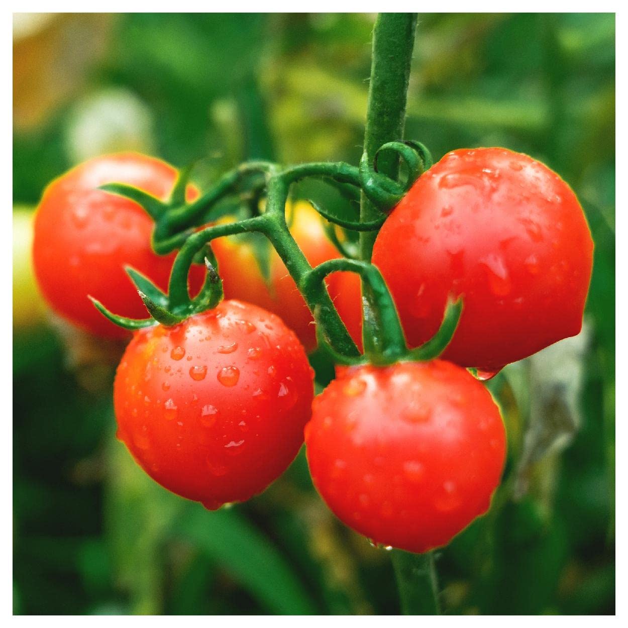 Everwilde Farms - 1 Oz Premium Large Red Cherry Tomato Seeds - Gold Vault Pack - Perfect for Home Gardening, Organic Farming & Fresh Salad Ingredients