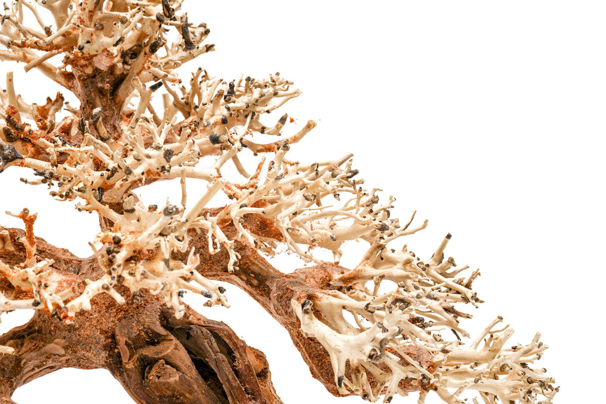 Premium Bonsai Tree Kit - Complete Starter Set for Indoor & Outdoor Gardening - Perfect for Home Decor, Office Zen Spaces & Gift Ideas